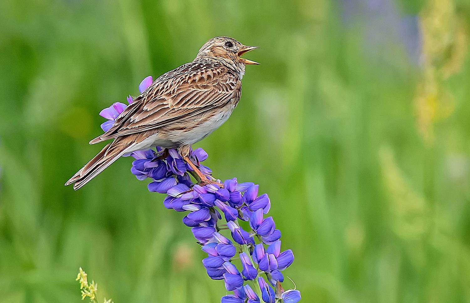 птицы, лето, жаворонок, люпины, Широких Александр