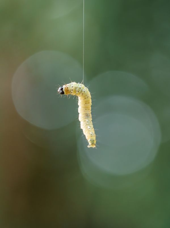 макро, гусеница, macro, catepillar На волоске фото превью