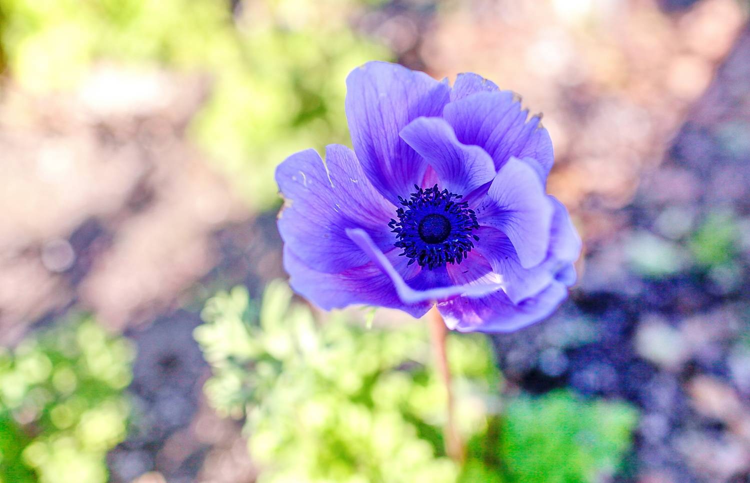 ***. Автор: Lilia Tkachenko , Lilia Tkachenko