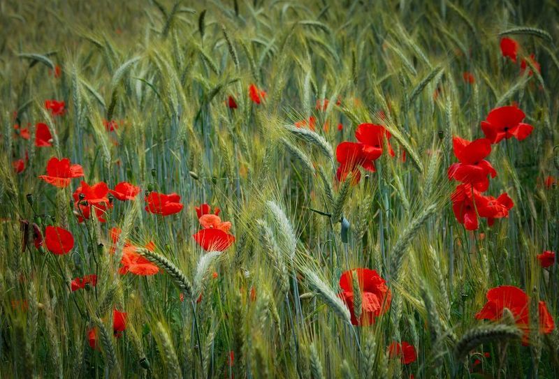маки, колоски, лето Отцветают.photo preview