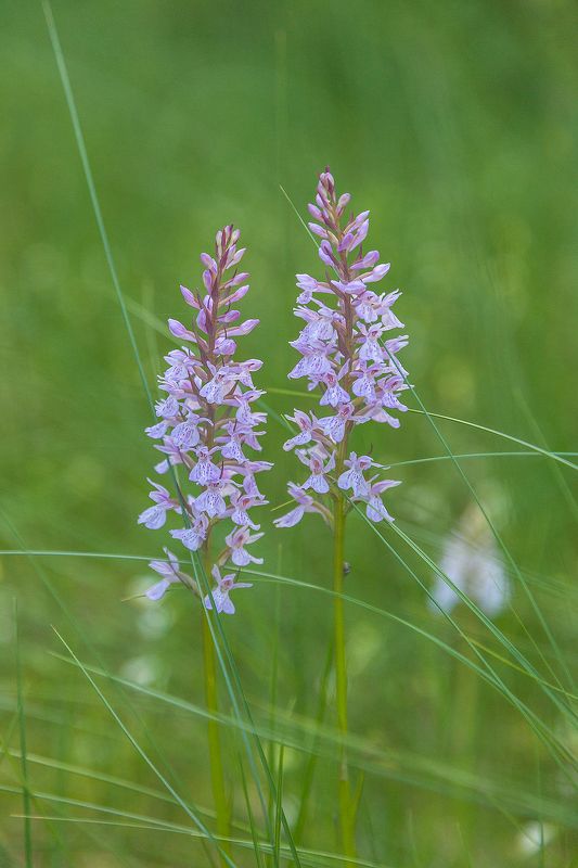 Лесная орхидеяphoto preview