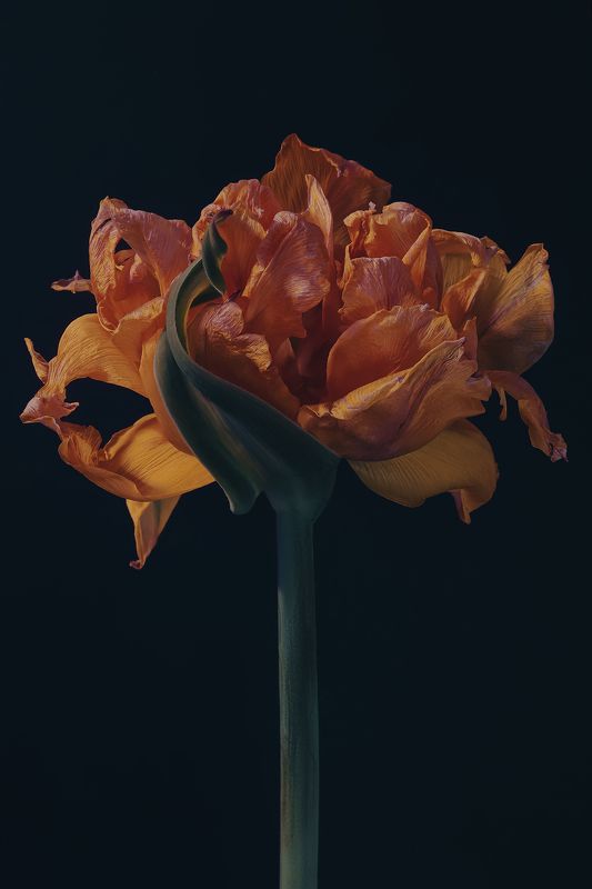 tulip, flower, тюльпан photo preview