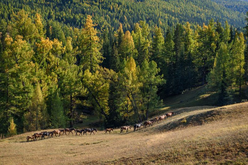 В поисках пастбищаphoto preview