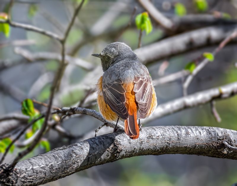 птица, горихвостка, самец, горихвостка.photo preview