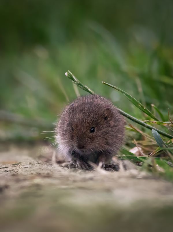 wildlife, photography, animals, mouse Forest mousephoto preview