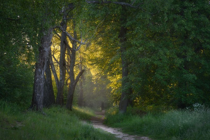 Утро в лесуphoto preview