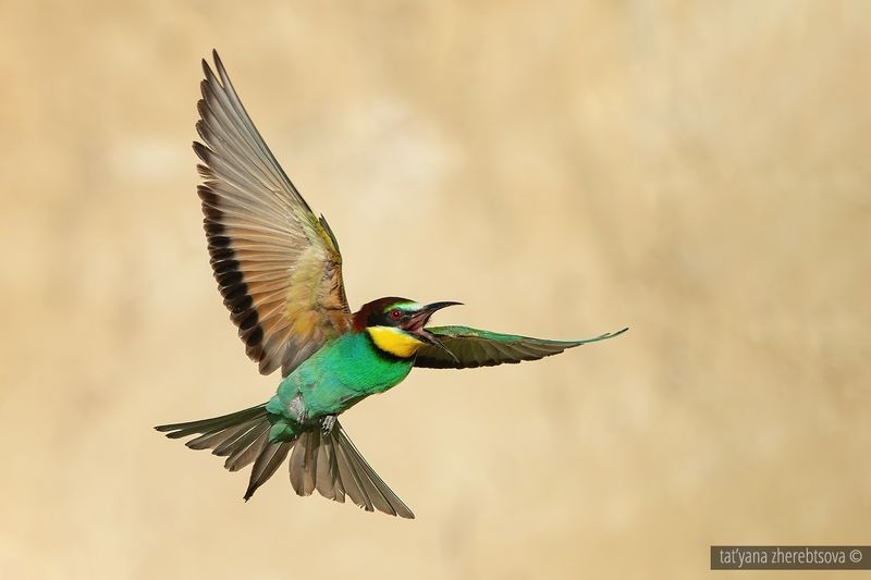 Золотистая щуркаphoto preview