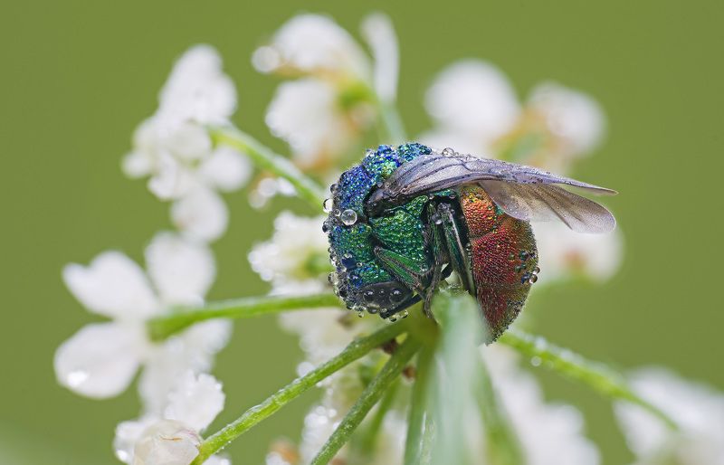 Оса-блестянка, роса Оса-блестянкаphoto preview