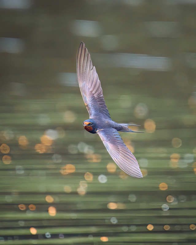 Деревенская ласточка, птица в полете Воздушный патрульphoto preview