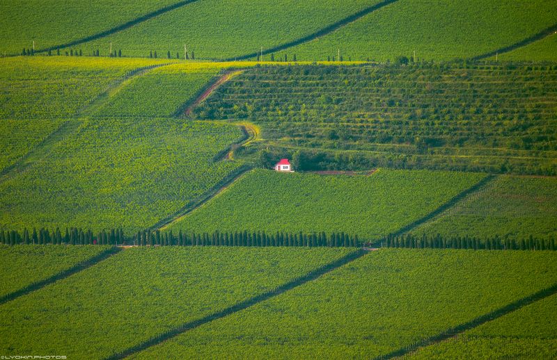 азербайджан Виноградные поля Мейсяри фото превью