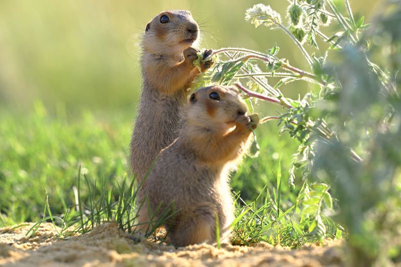Суслики Вольная борьба сусликов в возрасте до одного месяца фото превью