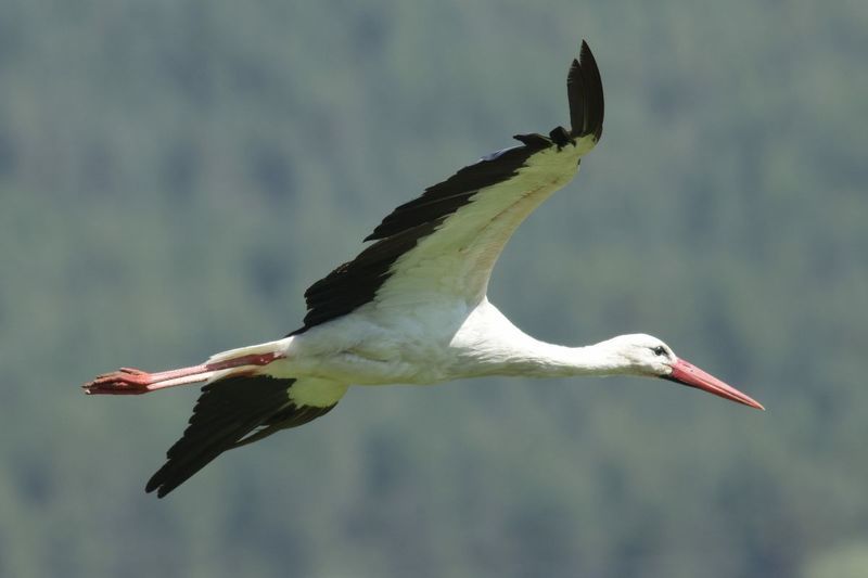 Белый аист - Ciconia ciconiaphoto preview