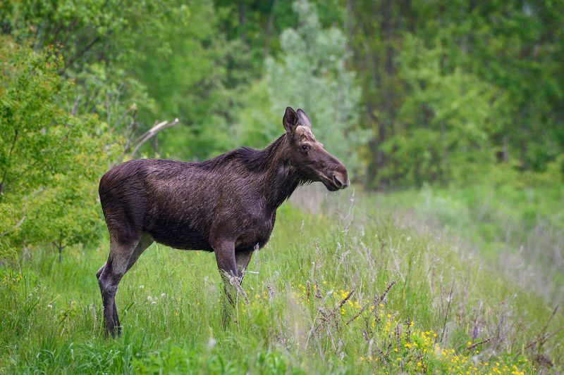 #moose #лось Лосьphoto preview