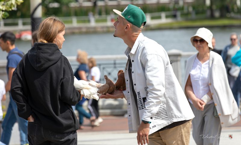 Голубиные разводилы.photo preview