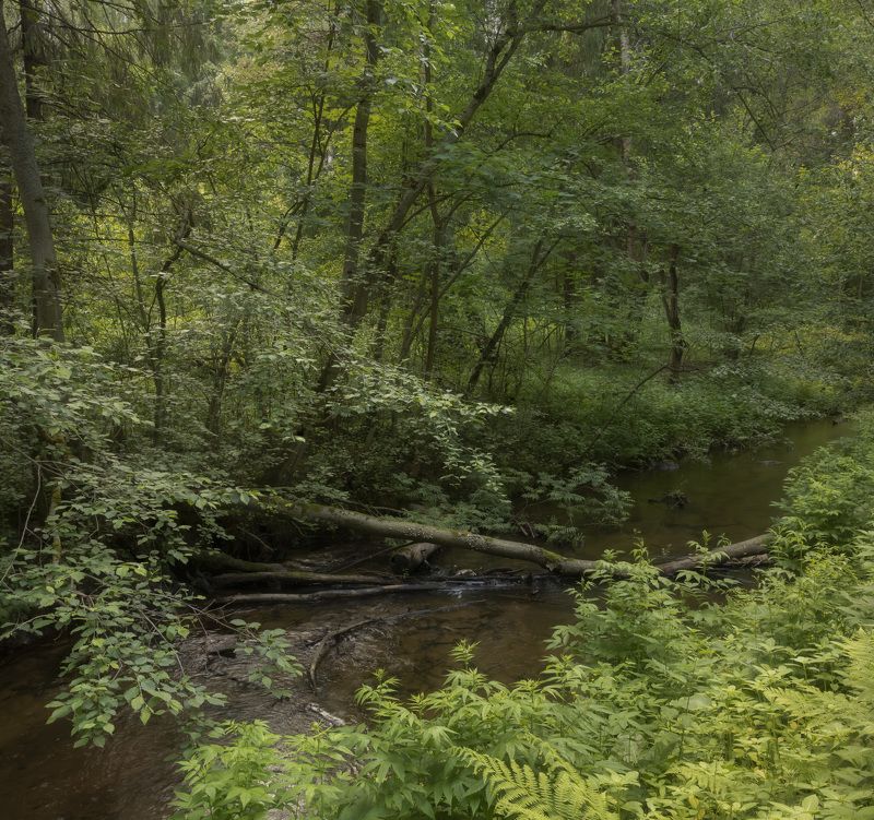 На лесной речкеphoto preview