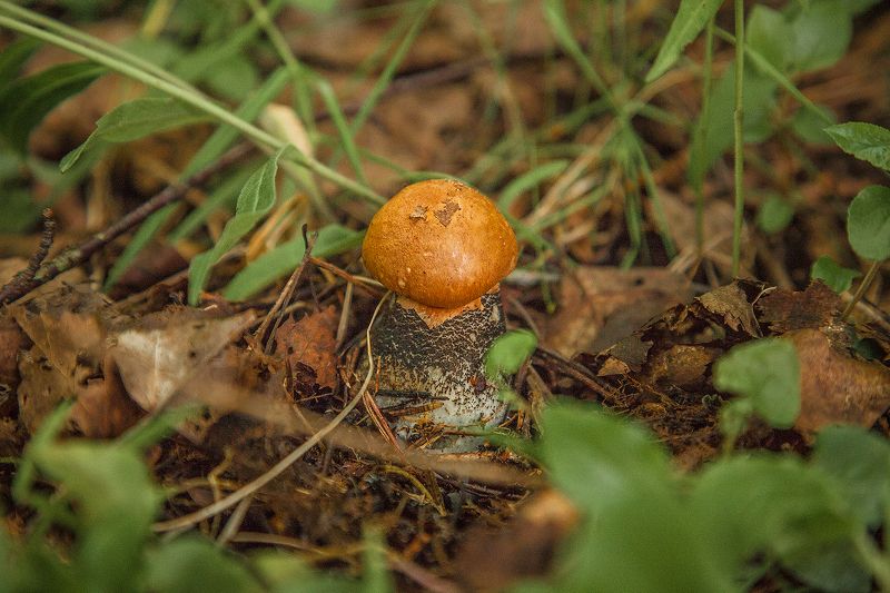 Первый летнийphoto preview