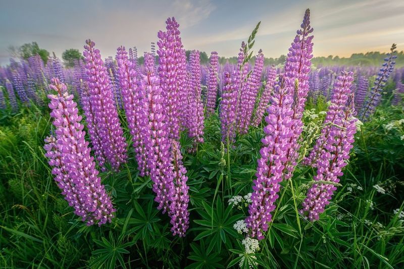 псков, пейзаж, ...photo preview