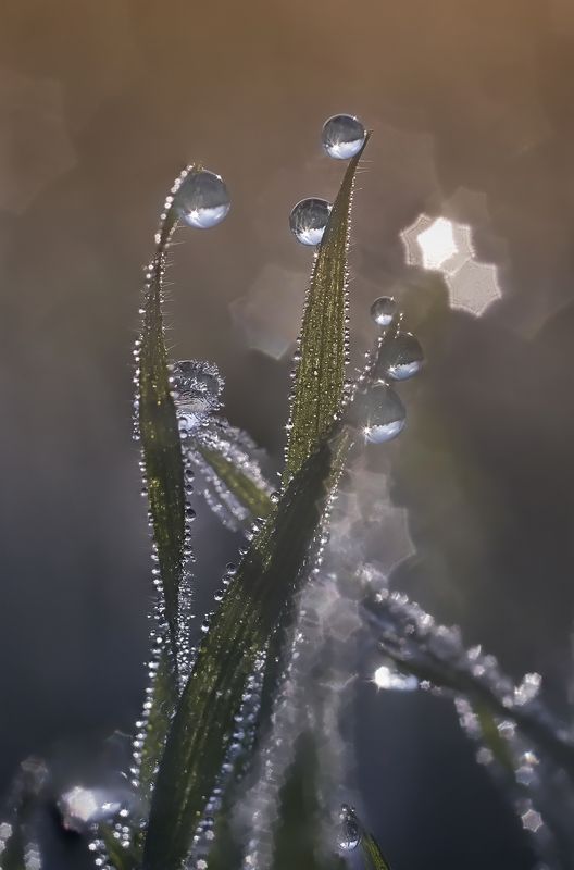 макро,капли,роса,фуджи,волна9,природа,красота Хрупкость.. фото превью