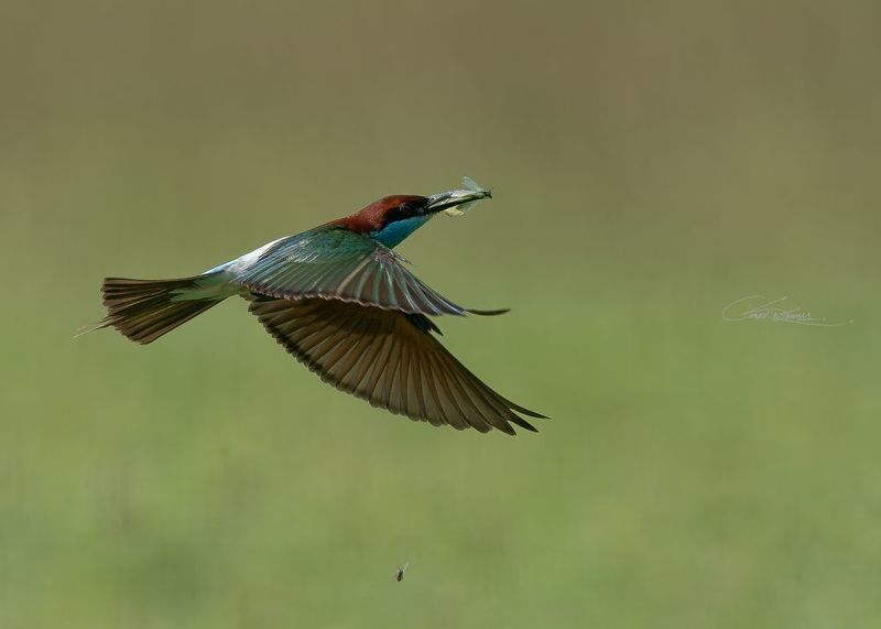 Birds in our Cityphoto preview