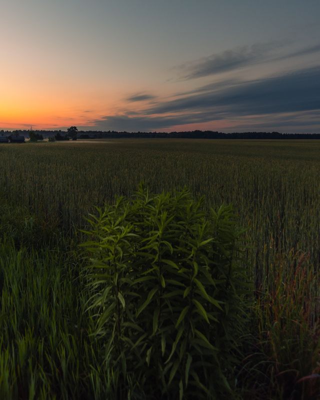 деревня, лето, пейзаж, июнь, summer, june, landscape, field, country, countryside, village Июньский теплый вечер в деревнеphoto preview