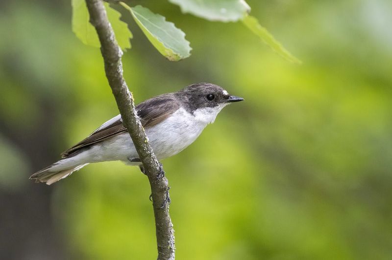 птицы, подмосковье Соседphoto preview