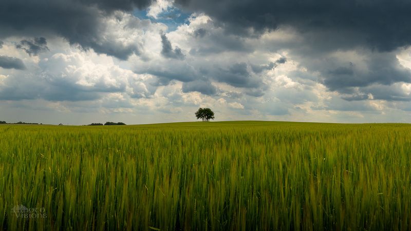 field,landscape,trees,sky,clouds,cloudscape, Fieldscapephoto preview