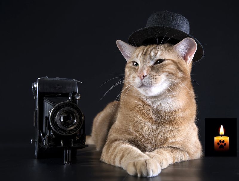 ...Прощание с Рыжиком... Прожил 10 лет... 2014-2024.photo preview