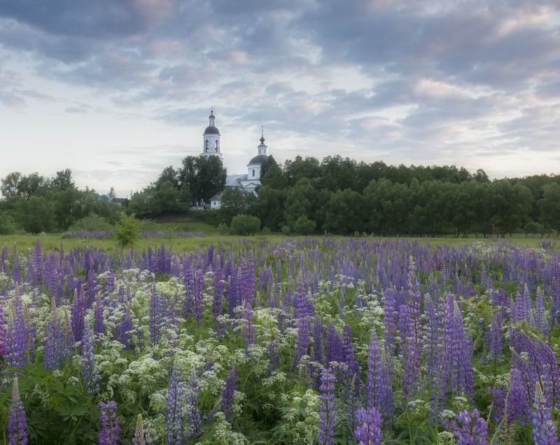 люпины, рассвет Летнее утро в Филипповскомphoto preview