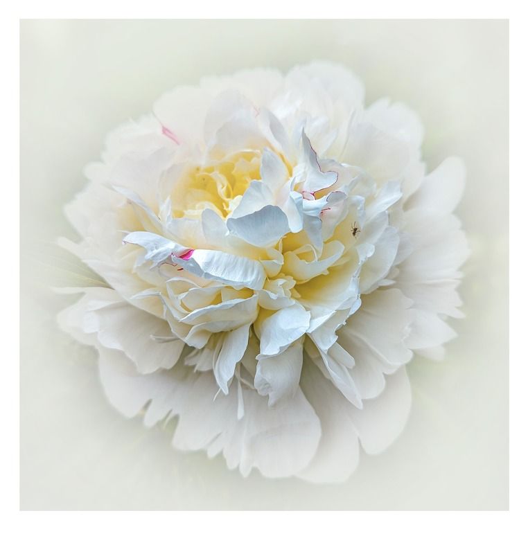 paeonia, lactiflora Пион молочноцветковыйphoto preview