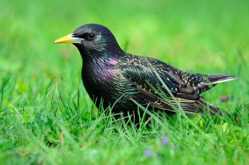 #скворец #птица #bird Скворецphoto preview