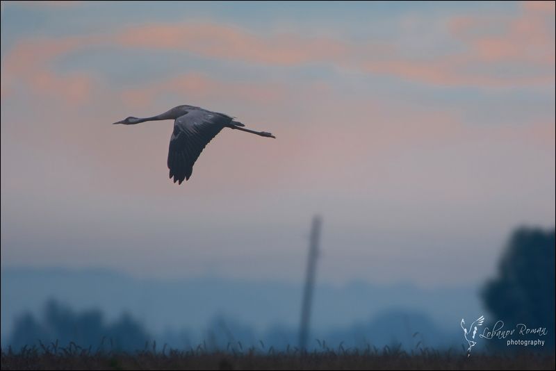 Первый ...  фото превью