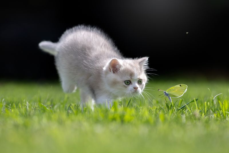 Маленький охотникphoto preview