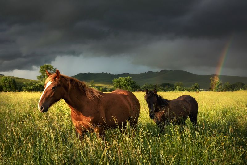 алтайский край, алтайский район, холмогорье, предгорья, алтайское холмогорье, лето на алтае, айские холмы, айя, верх-айя, лошади, кони, гроза, радуга, поле, луг, травостой, выпас Воля фото превью