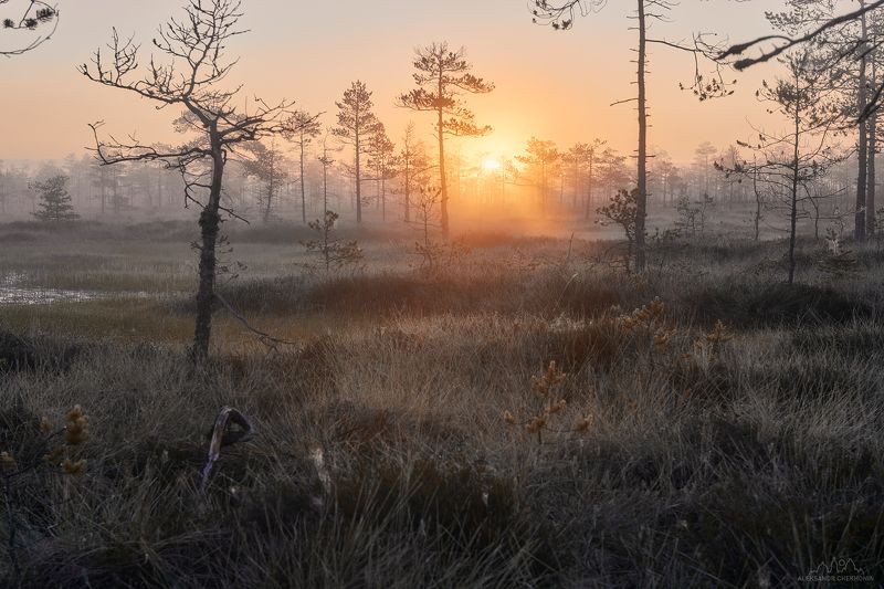 Туман, рассвет, болото, утро, солнце Романтика утреннего болотаphoto preview