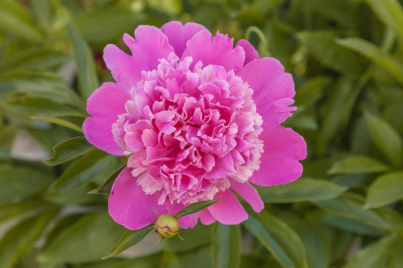 Садовоеphoto preview