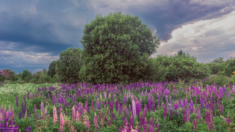 Перед грозой...photo preview