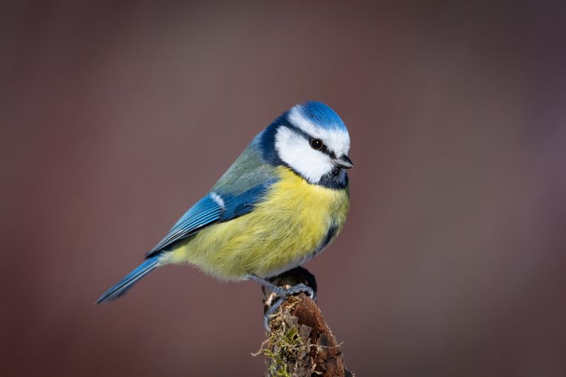 лазоревка, птицы, птаха Лазоревкаphoto preview