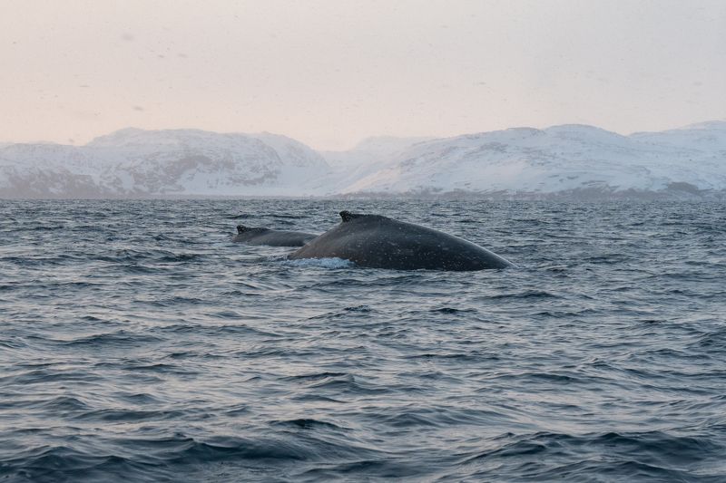 Морские великаны в объятиях моряphoto preview