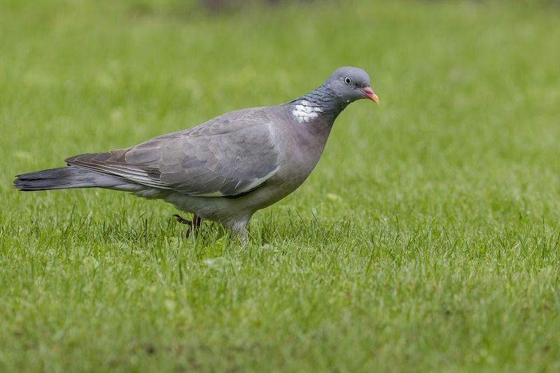 Птицы, Подмосковье Вяхирь photo preview