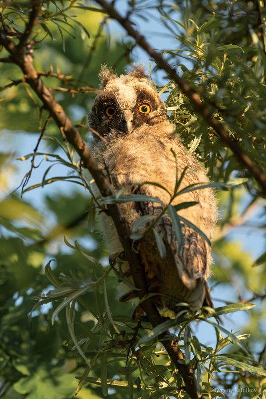 совенок ушастой совы лето вечер сова дерево Совенок ушастой совы фото превью