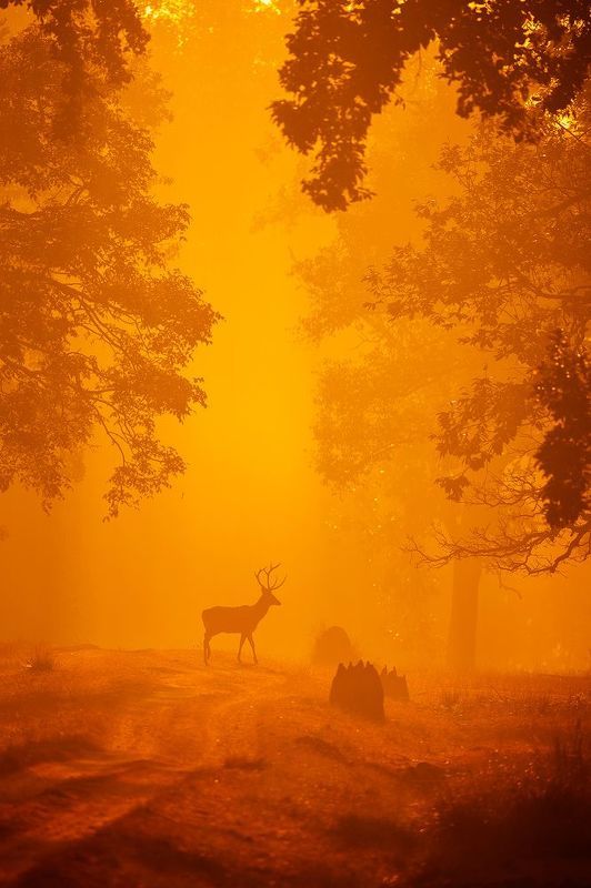 Untamed Indiaphoto preview