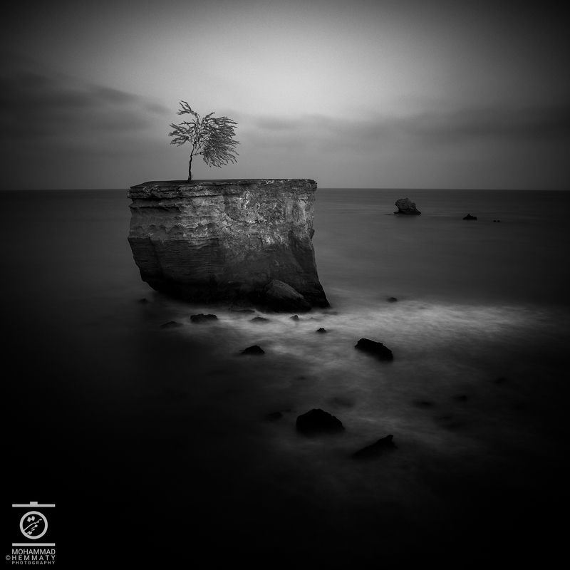 Single Treephoto preview