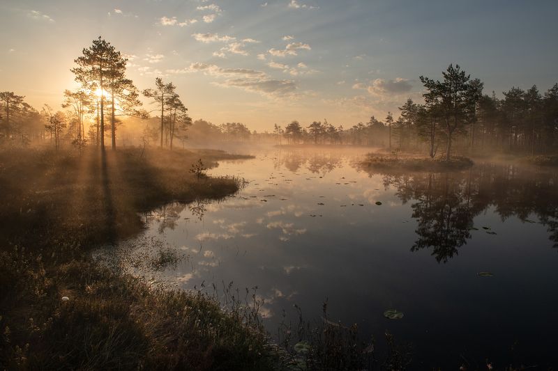 Болота Ленобласти.photo preview