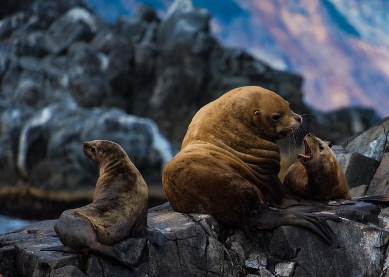 камчатка, сивучи, животные Борьба за вниманиеphoto preview