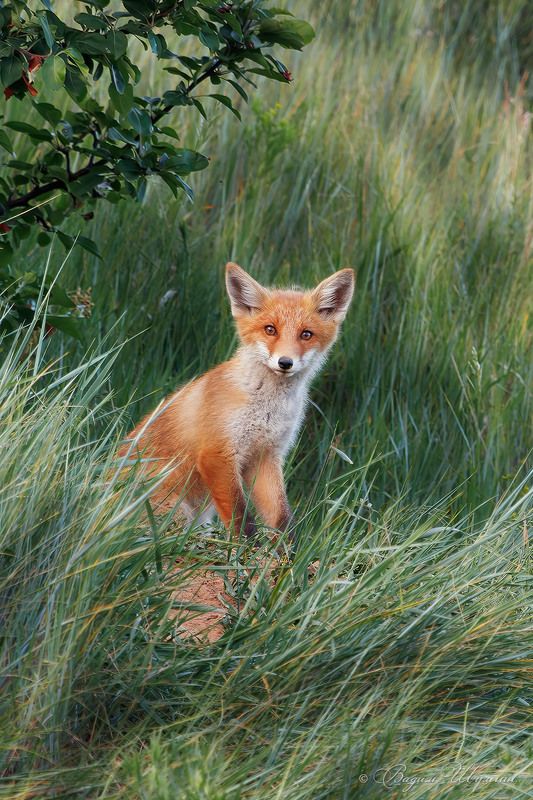 Лис Маленького принцаphoto preview