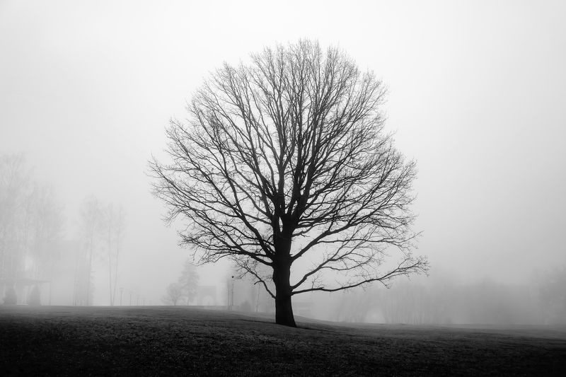 этюд, городской пейзаж, туман, зиновьев илья, zinovievilia, туманный пейзаж, одинокое дерево, голуби Лиминальное пространствоphoto preview