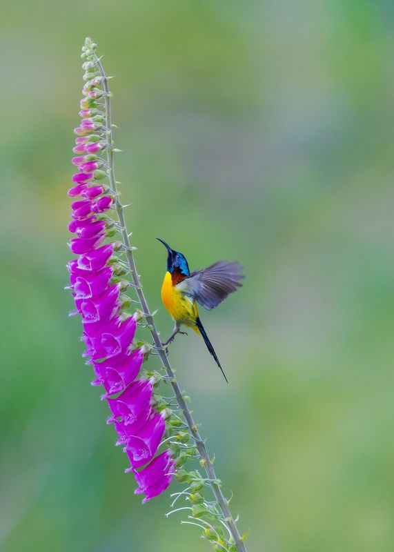 bird,animal,nature,wildlife Green tailed sunbirdphoto preview