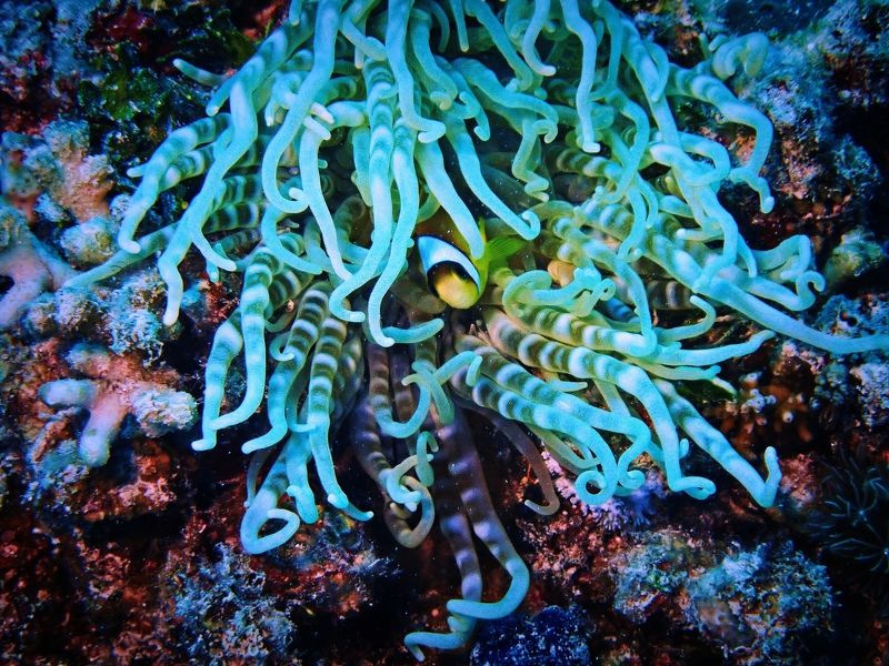 Спагетти с рыбой.photo preview