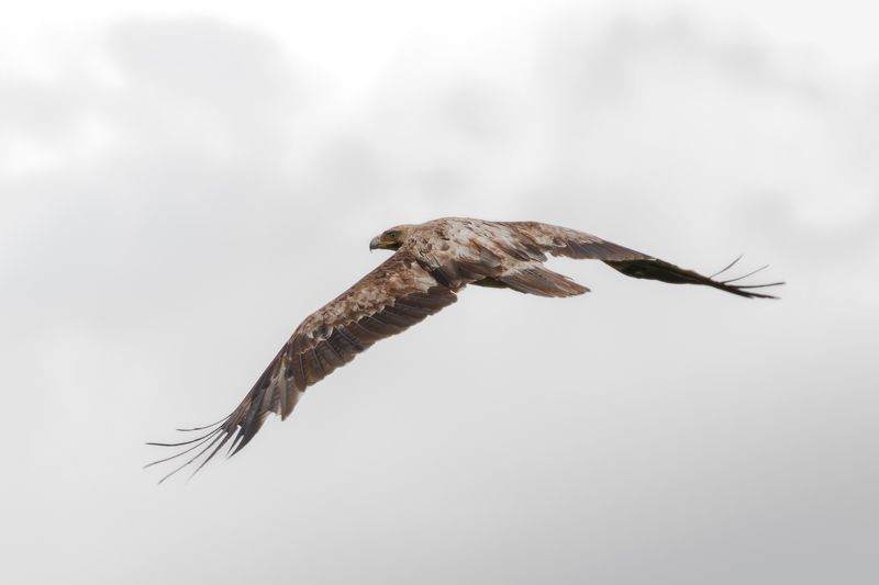 Орёл-могильникphoto preview