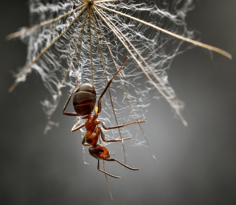 Вверх тормашками.photo preview